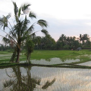 Bali, Ubud