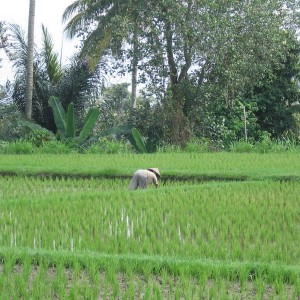 Ubud