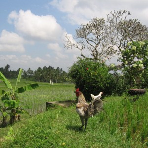 Ubud