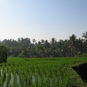 Ubud