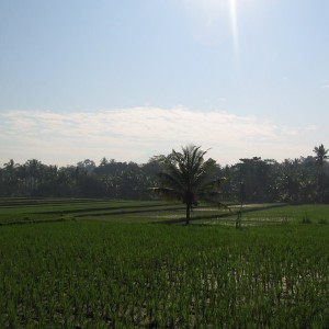 Ubud