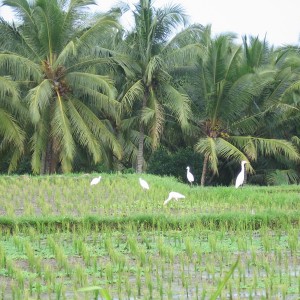 Ubud