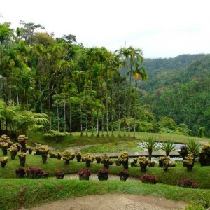 Jardin_de_Balata_-_Martinique