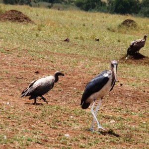 Σαρκοφάγα πουλιά (μαραμπού και γύπες) στο πάρκο Μασάι Μάρα