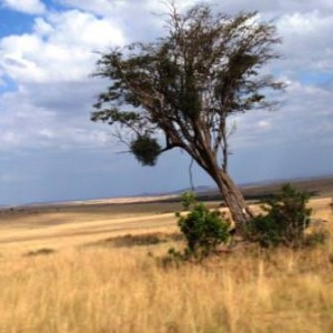 Μοναχικό δέντρο στο Μασάι Μάρα