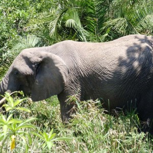 Θηλυκός ελέφαντας στο πάρκο Μασάι Μάρα