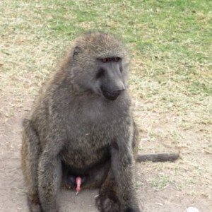 Πίθηκος στη λίμνη Νακούρου