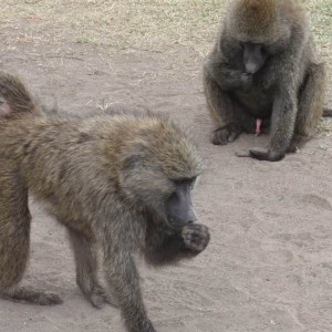 Πίθηκοι κολατσίζουν στη λίμνη Νακούρου