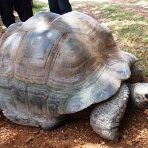 Υπεραιωνόβια χελώνα στο Haller Park