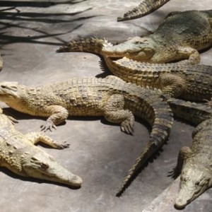 Κίτρινα κροκοδειλάκια μεγαλώνουν στο Haller Park.