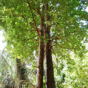 Baobab tree στο Haller Park