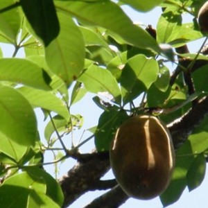 Φρούτα μπαομπάμπ
