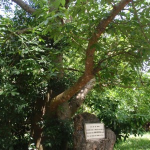 O Jomo Kenyatta το φύτεψε στο Haller Park το 1974.