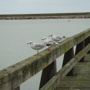 normandy21