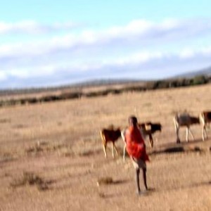 Παιδί Μασάι βόσκει αγελάδες (φωτογράφιση εν κινήσει)