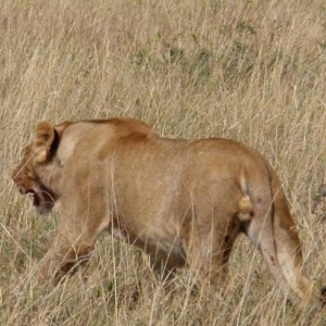 Νεαρό αρσενικό λιοντάρι πλησιάζει για εκφοβισμό...