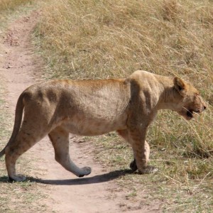 Το νεαρό αρσενικό λιοντάρι έδιωξε το τσακάλι&επιστρέφει