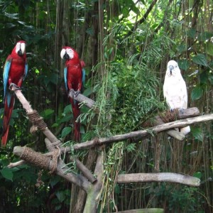 Singapore zoo