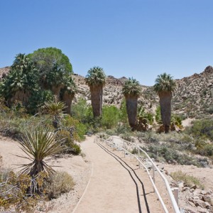 Joshua Tree National Park