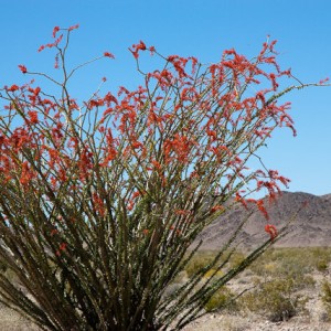 Joshua Tree National Park