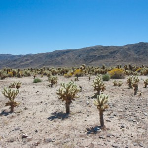 Joshua Tree National Park