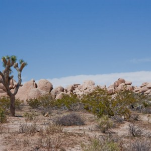 Joshua Tree National Park