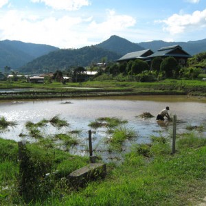 Bario, Kelabit Highlands, Sarawak