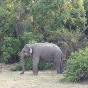 Ο πρώτος μου ελέφαντας