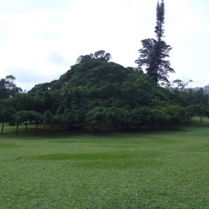 Δέντρο με τεράστια κλαδιά