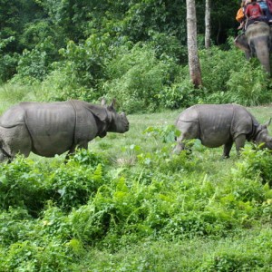 Ρινόκεροι στην ζούγκλα