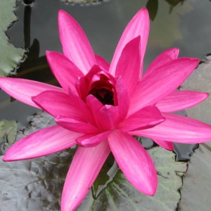 Lotus plant