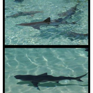 Bahamas - Lemon Shark