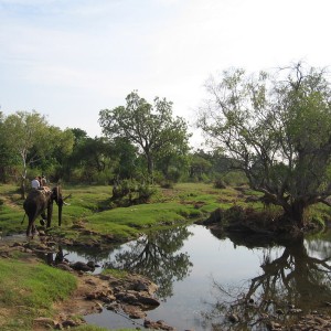 Elephant back safari