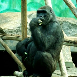 Gorilla in Munich