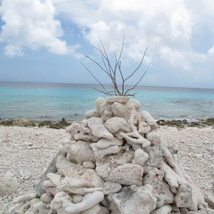 Bonaire, κοράλια παντού