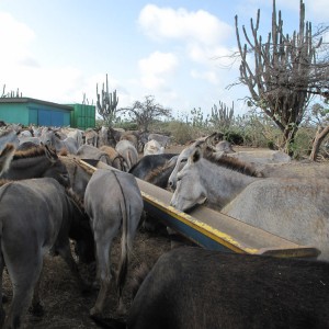 Bonaire, donkey sanctuary