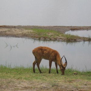 Impala