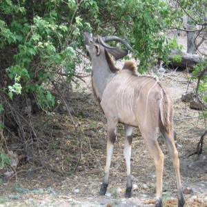 Kudu