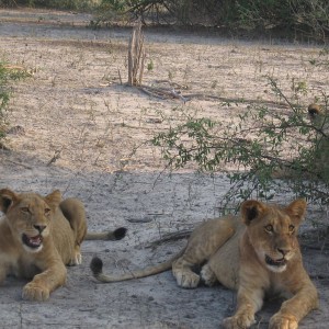 Λιοντάρια στο Chobe