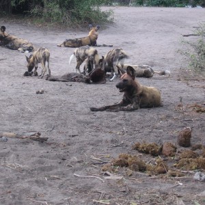 Άγρια αφρικανικά σκυλιά