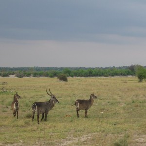 Waterbucks