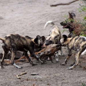 Άγρια σκυλιά με πτώμα impala
