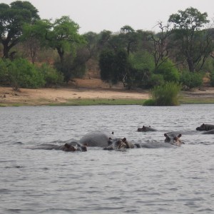 Ιπποπόταμοι στον Chobe