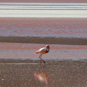 Laguna Colorada