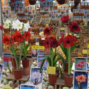 flower market