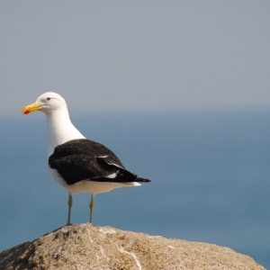 Reñaca,Chile