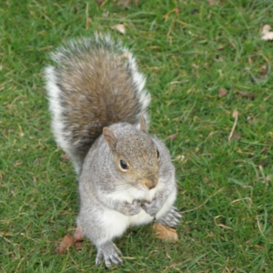 Botanic Gardens Edinburgh happy squirrel