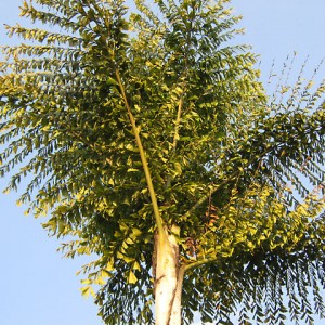 Batang Ai Lake, Sarawak