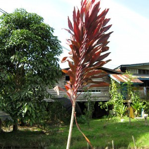 Bario, Kelabit Highlands, Sarawak