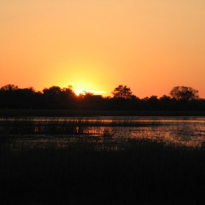 Moremi sunset